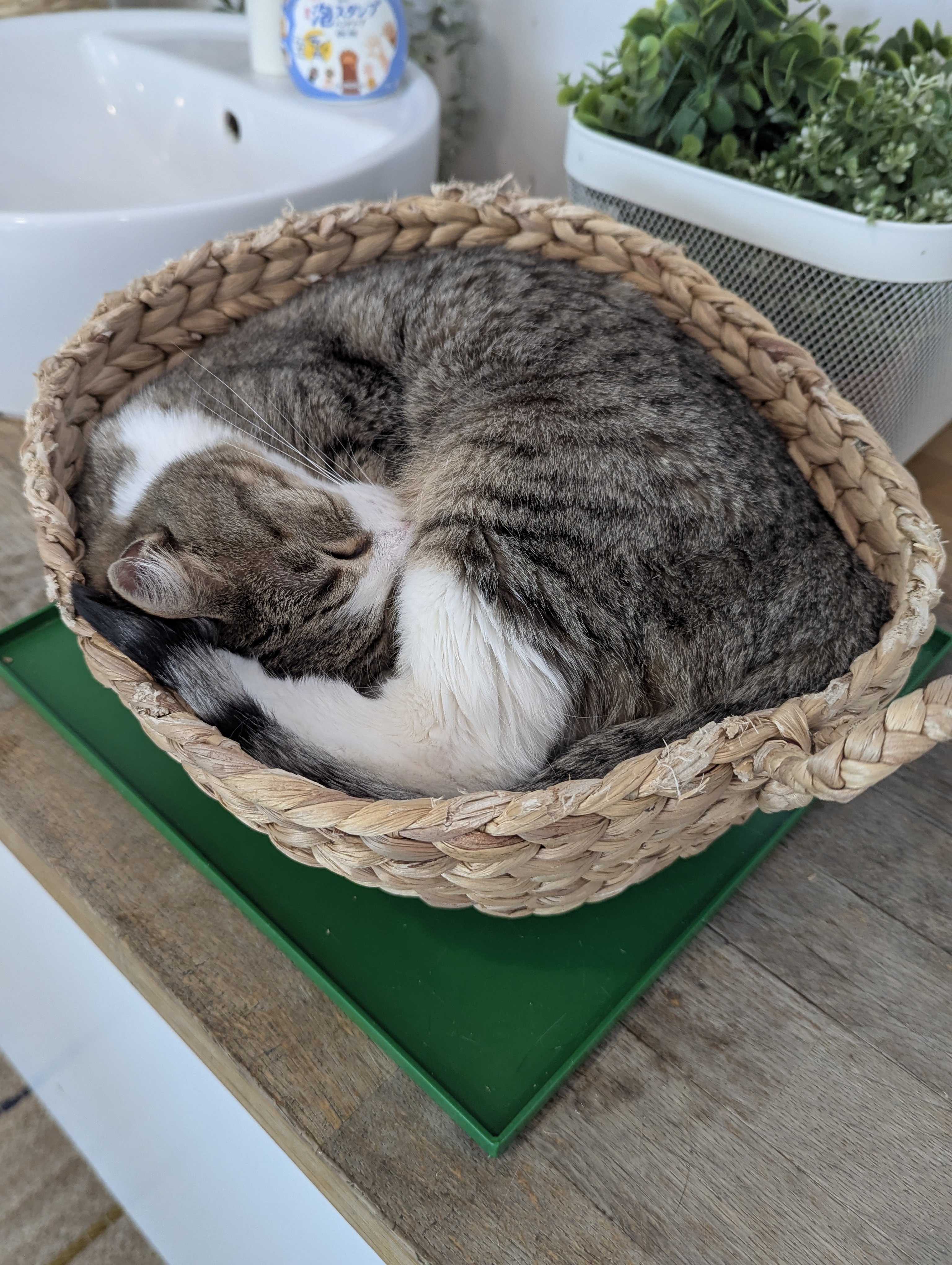 Birthday Trip to Canada, Cat Cafe, Edmonton